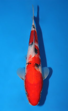 Taisho Sanke - koi #x0904a030-re