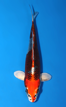 Kujyaku - koi #x0904a031-re