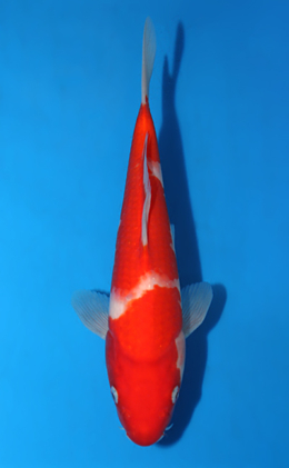 Kohaku - koi #x0904a033-re