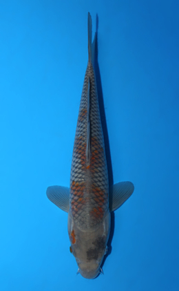 Ochibashigure - koi #x0906a001