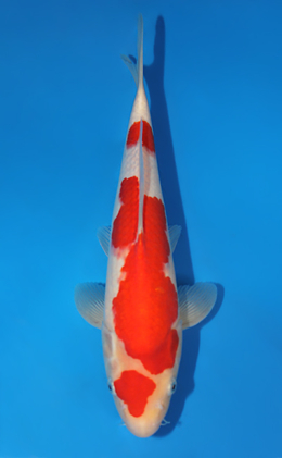 Kohaku - koi #x0906a005