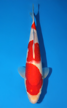 Kohaku - koi #x0906a006