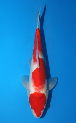 Kohaku - koi #x0906a007