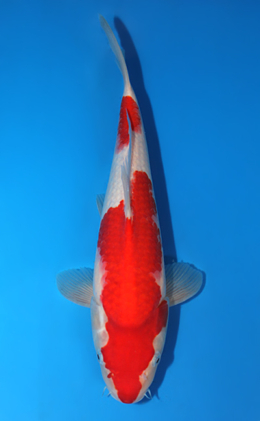 Kohaku - koi #x0906a008