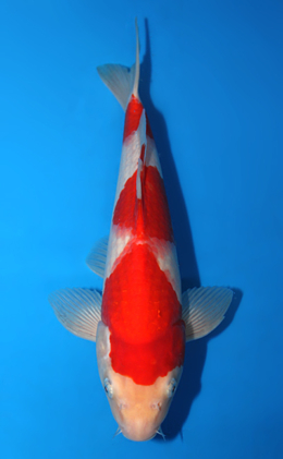 Kohaku - koi #x0906a009
