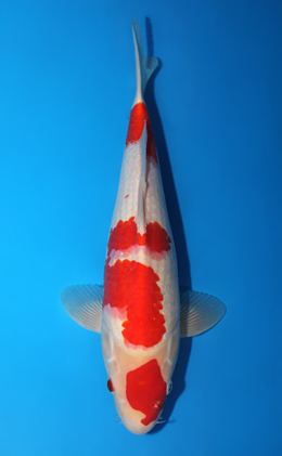 Kohaku - koi #x0906a010