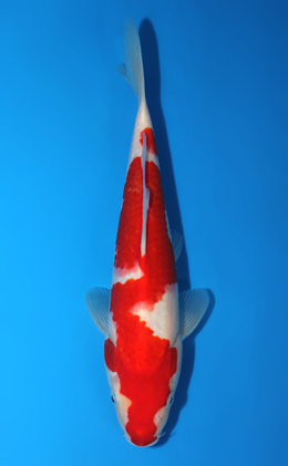 Kohaku - koi #x0906a011