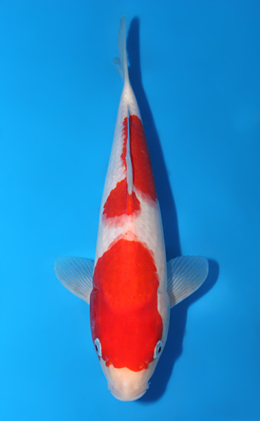 Kohaku - koi #x0906a012