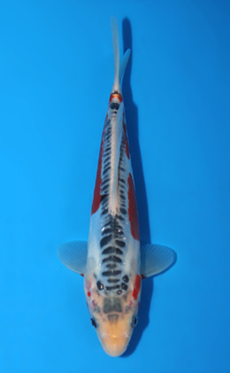 Shusui - koi #x0906a015