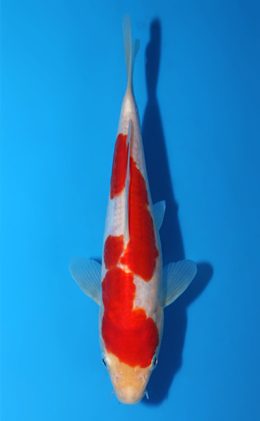 Doitsu Kohaku - koi #x0906a016