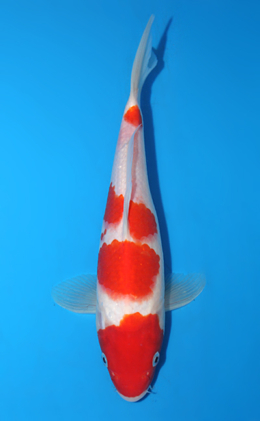 Kohaku - koi #x0906a017