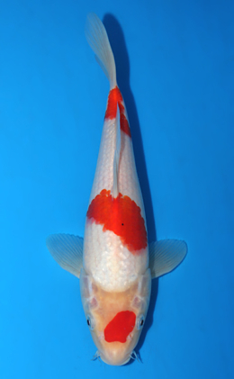 Kohaku - koi #x0906a018