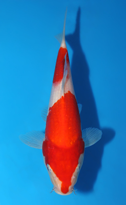 Kohaku - koi #x0906a019