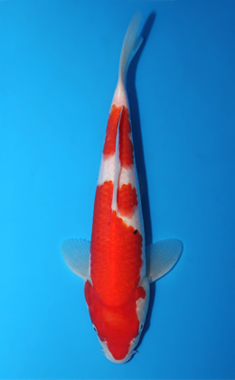Kohaku - koi #x0906a020