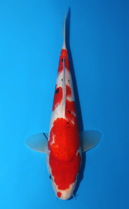 Taisho Sanke - koi #x0906a021