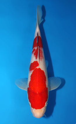 Kohaku - koi #x0906a022