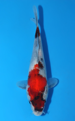 Showa - koi #x0906a023