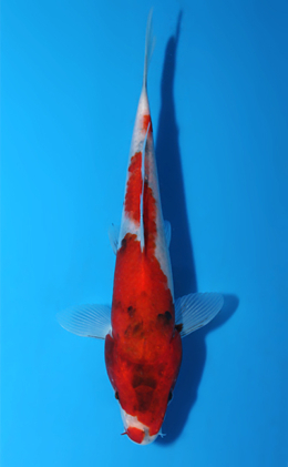 Showa - koi #x0906a024