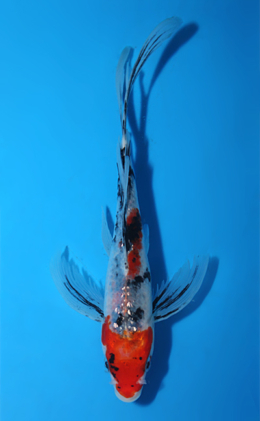 Hirenaga Ginrin Showa - koi #x0906a025