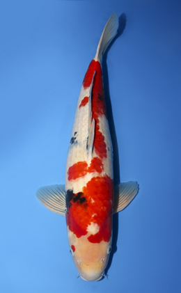 Showa - koi #x0908s001