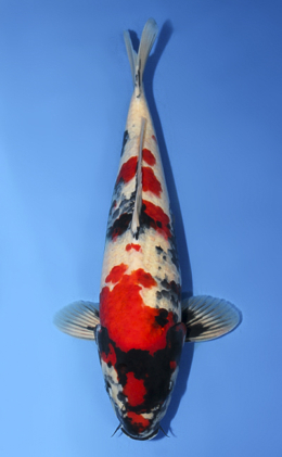 Showa - koi #x0908s003