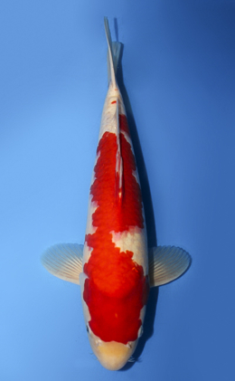 Kohaku - koi #x0908s005