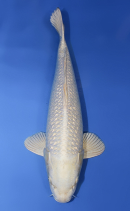 Ginrin Platinum - koi #x0908s011