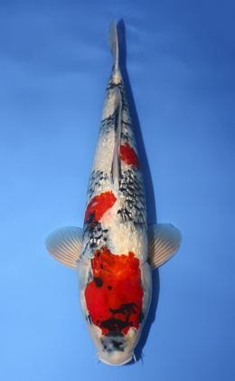 Ginrin Showa - koi #x0908s013