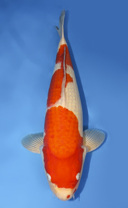 Kohaku - koi #x0908s030