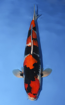 Showa - koi #x0908s031