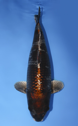 Metallic Ochiba - koi #x0908s033