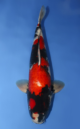 Showa - koi #x0908s036