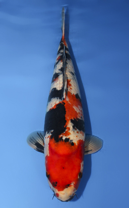 Showa - koi #x0908s039