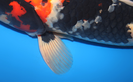 Showa - koi #x0910s002 - Side View A