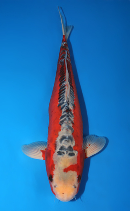 Shusui - koi #x0910s004