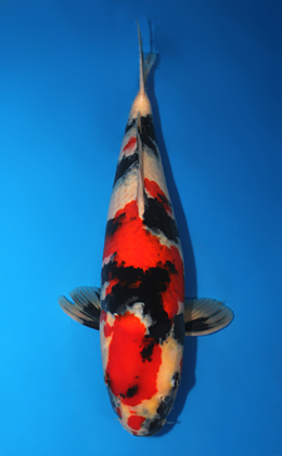 Showa - koi #x0910s006