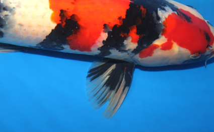 Showa - koi #x0910s006 - Side View A
