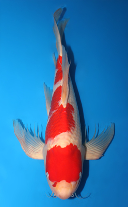 Hirenaga Kohaku - koi #x0910s007