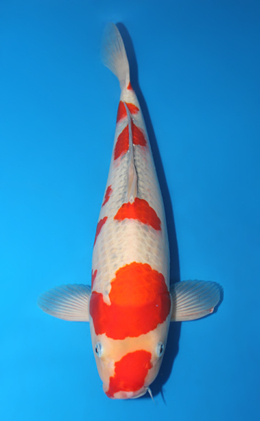 Goshiki - koi #x0910s011