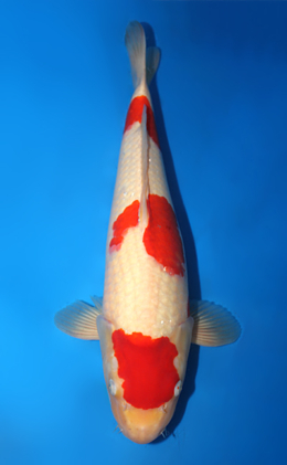 Kohaku - koi #x0910s013