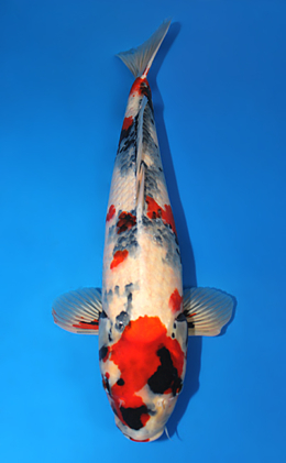 Showa - koi #x0910s016