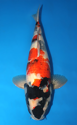 Showa - koi #x0910s020