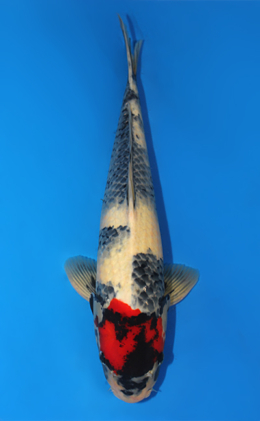 Showa - koi #x0910s021