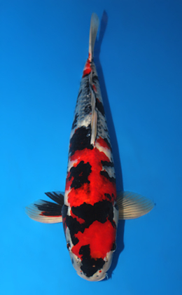 Showa - koi #x0910s022
