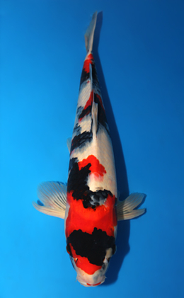 Showa - koi #x0910s023