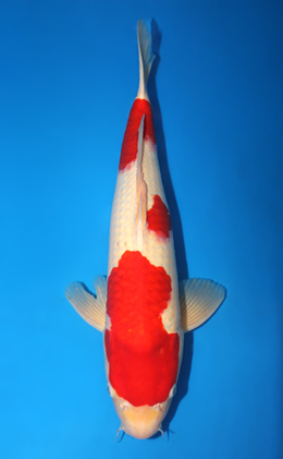 Kohaku - koi #x0910s026