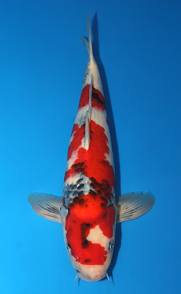 Showa - koi #x0910s027