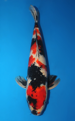 Showa - koi #x0910s031