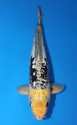 Kumonryu - koi #x0910s033
