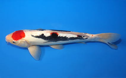 Beni Kumonryu - koi #x0910s036 - Side View A